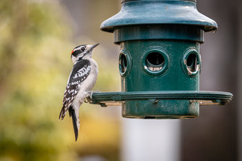 Male Eastern Downy Woodpecker Enjoying our Feeder - бесплатный image #460019
