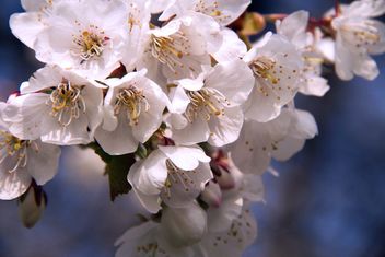 Cherry blossoms, Lichfield City, England - Free image #460209