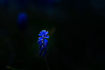 Muscari in the light - Free image #460279