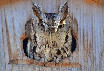 My First Ever Owl Sighting! - image #460299 gratis