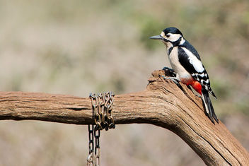 Great Spotted Woodpecker - image #460339 gratis