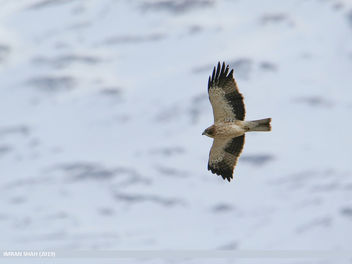 Booted Eagle (Hieraaetus pennatus) - image gratuit #460349 