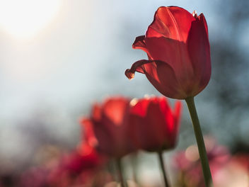 Red tulips - image #460449 gratis