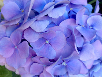 Blue flowers - Free image #460599