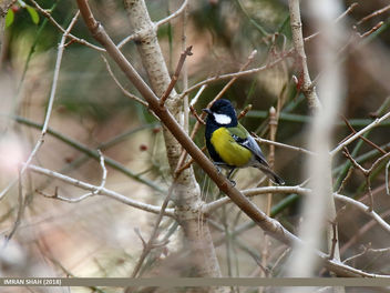 Green-backed Tit (Parus monticolus) - Free image #460709