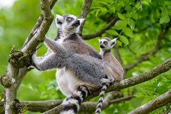 Lemur - Kostenloses image #461219