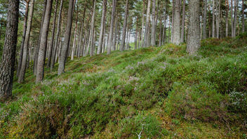 Scottish Pine Forest Floor - image gratuit #461239 