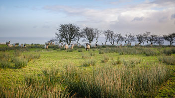 A flock of sheep on Knockagh Hill - Free image #461279