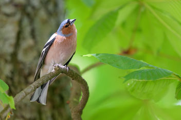 Common Chaffinch (m) - Kostenloses image #461519