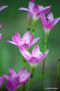 Wild pink flowers by iezalel williams Canon EOS 700D - image gratuit #461539 