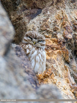 Little Owl (Athene noctua) - image #461619 gratis