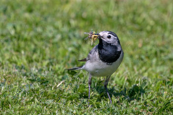 White Wagtail - image gratuit #461769 