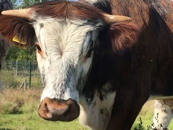 Gorgeous cow, Chase Water, Burntwood - image gratuit #461799 