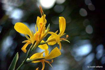 Yellow Canna Indica by iezalel williams IMG_0990-001 - бесплатный image #461819