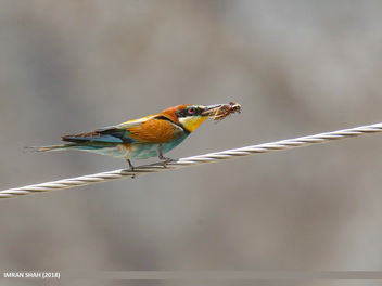 European Bee-eater (Merops apiaster) - бесплатный image #461839