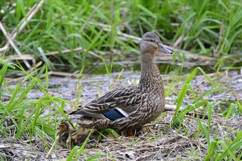 Mother Mallard And Her Ducklings - image gratuit #461849 