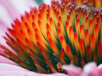 Echinacea - Free image #461979