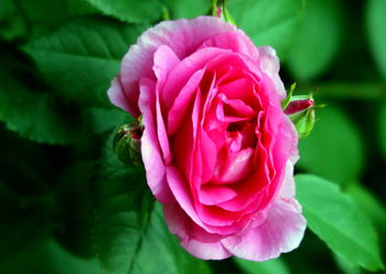 The magical rose - image gratuit #461999 