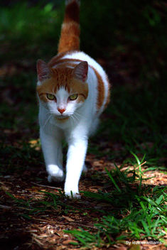 Walking cat by iezalel williams IMG_1652-001 - Canon EOS 700D - Kostenloses image #462009