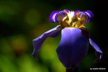 An Exquisite Iris Lily by iezalel williams IMG_2332 - image gratuit #462039 