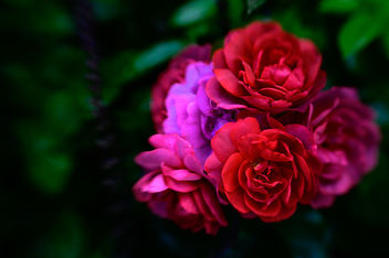 For Roses Love - image gratuit #462299 