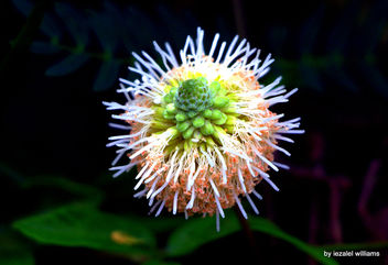 Wild plant by iezalel williams - IMG_9705-001 - Canon EOS 700D - image gratuit #462329 