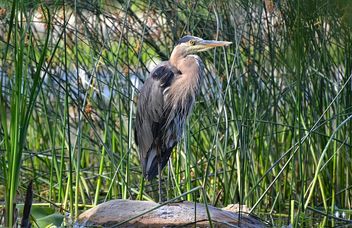 My Very First Great Blue Heron! - Free image #462399