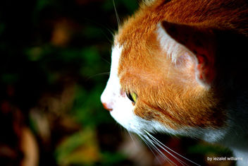 Cat by iezalel williams IMG_1642 - Canon EOS 700D - image gratuit #462509 