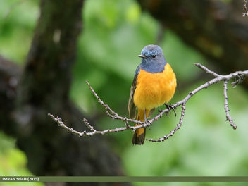 Blue-fronted Redstart (Phoenicurus frontalis) - Free image #462569