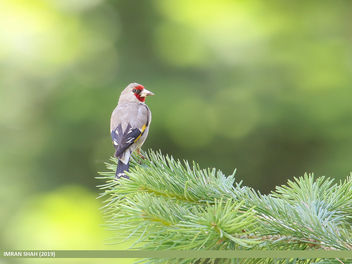 European Goldfinch (Carduelis carduelis) - image gratuit #462839 