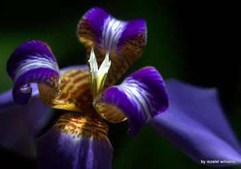 Close-up of an Iris Neomarica by iezalel williams IMG_2346 - Free image #462949