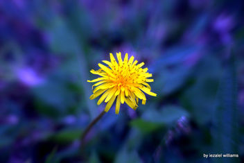 Wild flower in blue tone by iezalel williams IMG_0756 - бесплатный image #463129