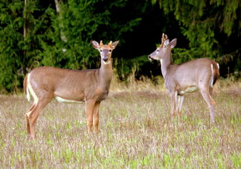 Two white-tailed deers - image #463239 gratis