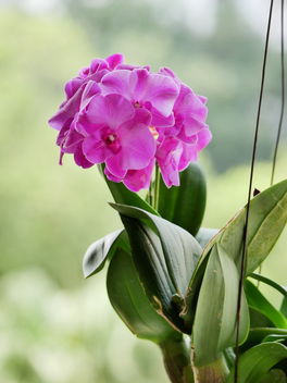 hanging orchid plant - бесплатный image #463559
