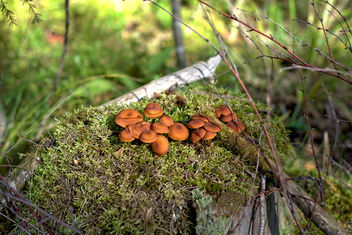 Little Mushroom Colony - image gratuit #463729 