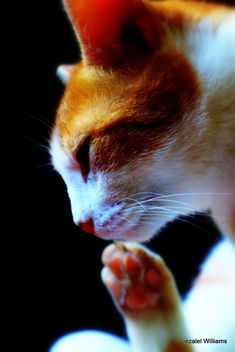 Cat - Head and Paw by iezalel williams IMG_4753 - image #463799 gratis