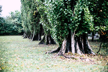 Line of Trees - Kostenloses image #464419