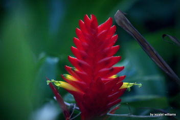 Tropical plant - A Red Vriesea flower IMG_3358-001 - Free image #464599