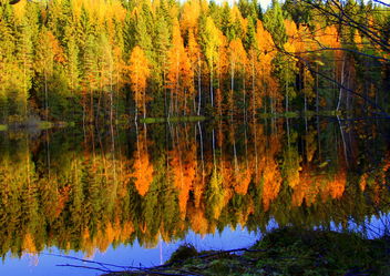 The autumn colors. - Kostenloses image #464619