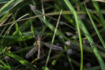 Reuzen mug - Giant Mosquito - Pediciidae - image gratuit #464629 