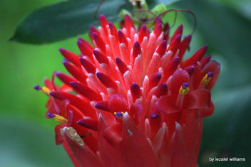 Tropical plant - Bilbergia pyramidalis by iezalel williams IMG_9433 - image gratuit #464859 