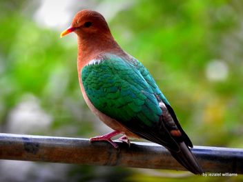 Bird - Visit of a green pigeon by iezalel williams DSCN3574-001 - image gratuit #464879 
