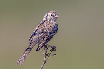 Brewer's Sparrow - Free image #464929