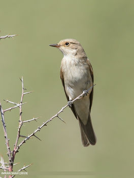 Spotted Flycatcher (Muscicapa striata) - Free image #464979