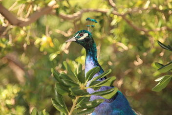 The peacock on the branch. - image gratuit #465239 