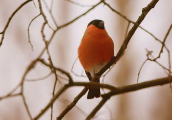 The Bullfinch on the branch - Free image #465349