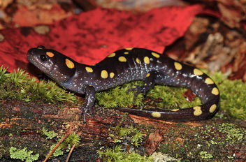 Spotted Salamander (Ambystoma maculatum) - image gratuit #465609 