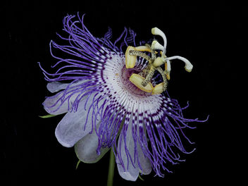 Passiflora incarnata 2, Passionflower, Howard County, Md., Helen Lowe Metzman_2019-10-23-19.28.12 ZS PMax UDR - Free image #465759