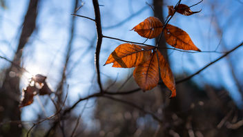 Last Leaves of Autumn - Free image #465909