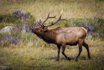 bull elk - image #466009 gratis